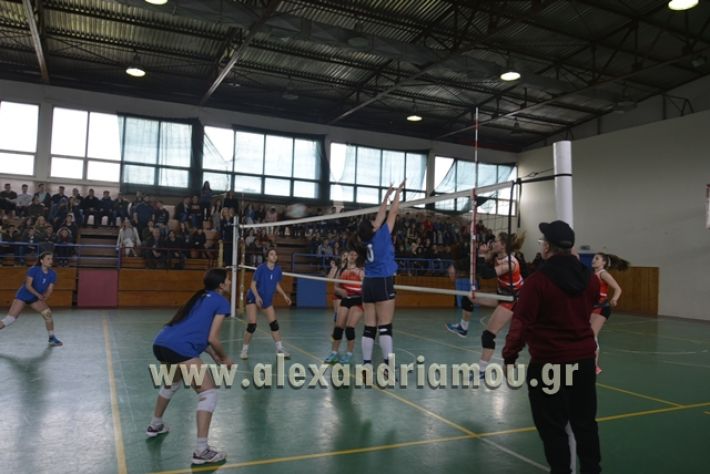 volley _1ogel-kassandra131